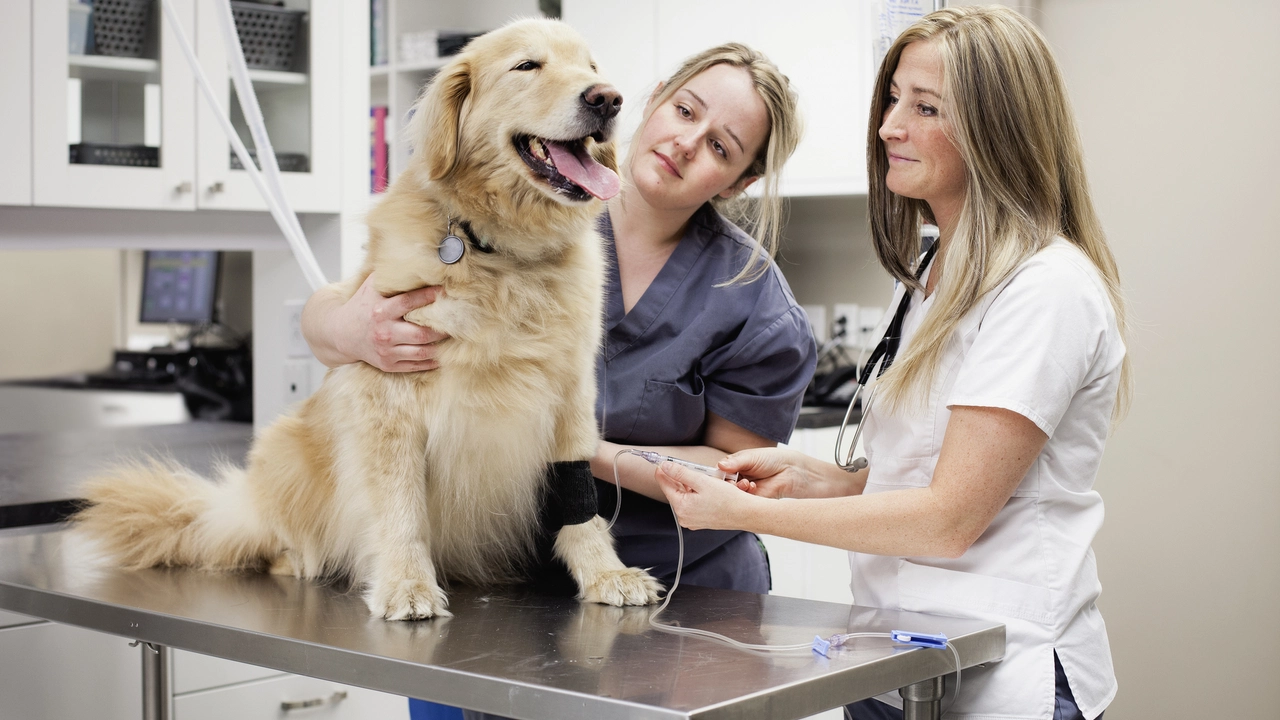 Aspirin for dogs: What pet owners need to know